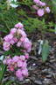 Donaunymphe rose photo