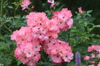 Pink Blanket rose photo