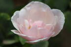 Souvenir de St. Anne's rose photo