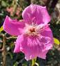 Anemone rose photo