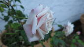 Madame Camille rose photo