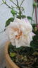 Madame Camille rose photo