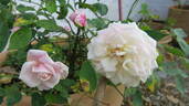 Madame Camille rose photo