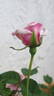 Madame Camille rose photo