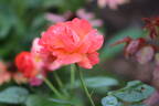 Morning Sun rose photo