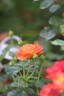 Morning Sun rose photo