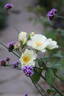Weisse aus Sparrieshoop rose photo