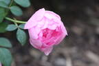 Skylark rose photo