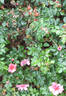 Eye Shadow rose photo