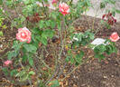 Janette Murray rose photo