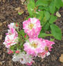 La Fillette rose photo