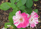 La Fillette rose photo