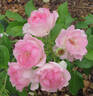 Lacy Parasol rose photo