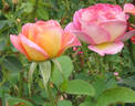 That's Life rose photo