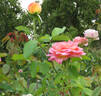 That's Life rose photo