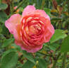 That's Life rose photo