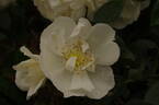 City of York rose photo