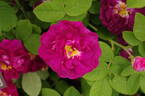Tuscany Superb rose photo