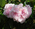 Annie Laurie McDowell rose photo