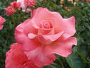 Touch of Class ™ rose photo