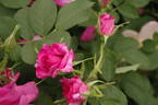 Wild Edric rose photo