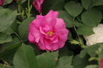 Wild Edric rose photo