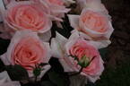 Bloom of Ruth rose photo