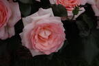 Bloom of Ruth rose photo