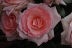 Bloom of Ruth rose photo