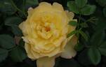 Mountbatten rose photo