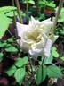 21-4-4 rose photo