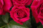 Fetzer Syrah Rosé rose photo