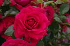 Fetzer Syrah Rosé rose photo