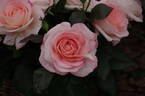 Bloom of Ruth rose photo