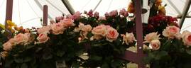 Bloom of Ruth rose photo