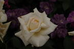 Caroline Victoria rose photo