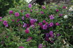 Great Western rose photo