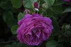 Great Western rose photo