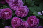 Great Western rose photo