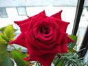 Maurine Neuberger ™ rose photo