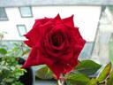 Maurine Neuberger ™ rose photo