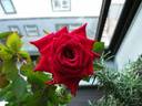 Maurine Neuberger ™ rose photo