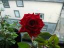 Maurine Neuberger ™ rose photo
