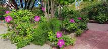 Scabrosa rose photo