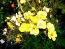 Golden Age rose photo