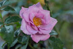 Blueberry Hill ™ rose photo