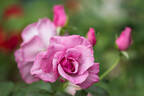 Blueberry Hill ™ rose photo