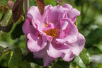 Blueberry Hill ™ rose photo
