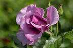 Blueberry Hill ™ rose photo