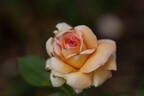 Belle du Seigneur ® rose photo